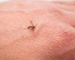 آیا ایدز از طریق حشرات گزنده هم منتقل می‏ شود؟