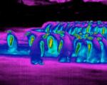 علت سازگاری پنگوئن با هوای سرد قطب