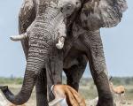 عکس: فیل خودخواه و گله‌ آهو