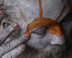 با جشنواره «شیواراتری» هندوها آشنا شوید + تصاویر
