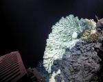 کشف بزرگترین اسفنج جهان در عمق ۲ کیلومتری اقیانوس