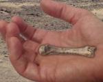 کشف قدیمی‌ترین استخوان دست انسان (+عکس)
