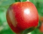 برای كنترل فشار خون، سیب را با پوست بخورید
