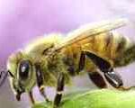 نیش زنبورهاسلامتی را به زن انگلیسی برگرداند