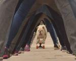 سگ اسکیت سوار هم به رکوردداران گینس پیوست + تصویر