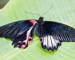 پروانه ای دوجنسه که دانشمندان را شگفت زده کرده است! +تصویر