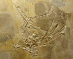 فسیل جالب ۱۵۵,۰۰۰,۰۰۰ ساله یک دایناسور