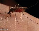 چند  ایرانی از ابتدای سال تاکنون  به مالاریا مبتلا شدند؟
