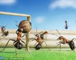 بازیهای یورو 2012 به مورچه ها هم کشیده شد!+تصاویر