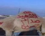 عکس: ذبح شتر برای روح «شهید صدام»
