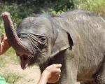تصاویر غم انگیز از اشک بچه فیل پس از اقدام بی رحمانه مادرش
