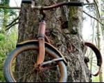 وقتی دوچرخه گمشده در درخت پیدا می شود!
