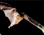 تصاویر زبان درازترین پستاندار جهان/ تغذیه خفاش زبان دراز از شهد گل