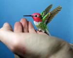 عکس: پرنده های زیبا از جنس چوب و کاغذ
