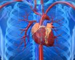 7 عاملی که خطر ابتلا به بیماری های قلبی را افزایش می دهد