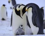 چرا پنگوئن در محیط‌های خیلی سرد یخ نمی زند؟