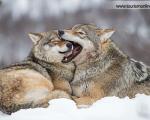 تصاویر:مهربان ترین گرگ های دنیا!