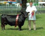 تولید گاو شاسی کوتاه در اروپا +عکس