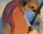 جوجه پنگوئنی كه والدینش رهایش كردند(عکس)