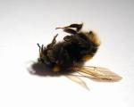 تاثیر زیان‌آور امواج تلفن‌ همراه بر روی زنبور عسل!