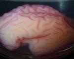 دانشمندان موفق به مدل‌سازی شیارهای مغز شدند