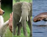 هوش شگفت‌انگیز حیوانات/ از توانایی همدلی فیلها تا خودشناسی دلفینها