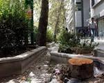 قیمت قطع درخت در تهران