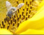 تصویر روباتی که جایگزین زنبور عسل می‌شود