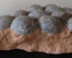 فسیل ۶۵ میلیون ساله(+عکس)