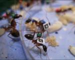 تغییر شغل مورچه ها با افزایش سن
