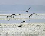 مرگ مشكوك ۲ هزار پرنده در دریاچه ارومیه