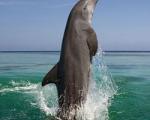 دلفین‌ها، پادشاه حافظه در قلمرو حیوانات