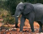 حمله فیل به پلنگ با خرطوم پر آب! +عکس
