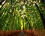 جنگل زیبای بامبو در ژاپن