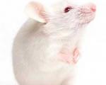 نقش مهم سبیل برای موش‌ها
