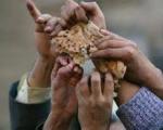 5 دهک ایرانی‌ها سوءتغذیه دارند