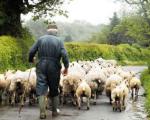 معمای دهقان و گوسفندان