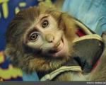 میمون فضانوردایرانی مهمان نشست خبری سازمان فضایی/اعزام نخستین فضانورد ایرانی تا97