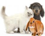 تست هوش: وزن سگ، گربه و خرگوش را بیابید