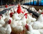 خسارت مرغداران به خاطر بزرگ نمایی شیوع آنفلوآنزا