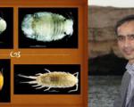کشف و ثبت جهانی چهار گونه جانوری جدید در خلیج فارس و دریای عمان