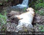 مرگ یک قلاده پلنگ ایرانی در لردگان +عکس