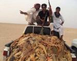 کشتار بی رحمانه سوسمار در عربستان (+عکس)