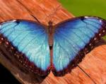 ساخت قوی ترین ماده ضدآب با الهام از پروانه