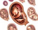 10 علت کاهش رشد جنین