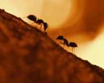 اعجاز و عجایب خلقت مورچه در قرآن