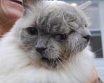 ثبت نام پیرترین گربه دوسر جهان در گینس