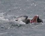 نسل جدید دلفین‌های قاتل شناسایی شد + تصاویر