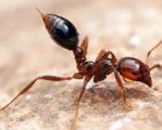 همه چیز از زندگی مورچه ها