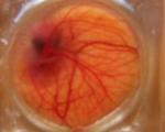 مشاهده رشد جنین مرغ با پوست تخم‌مرغ شفاف(+عکس)